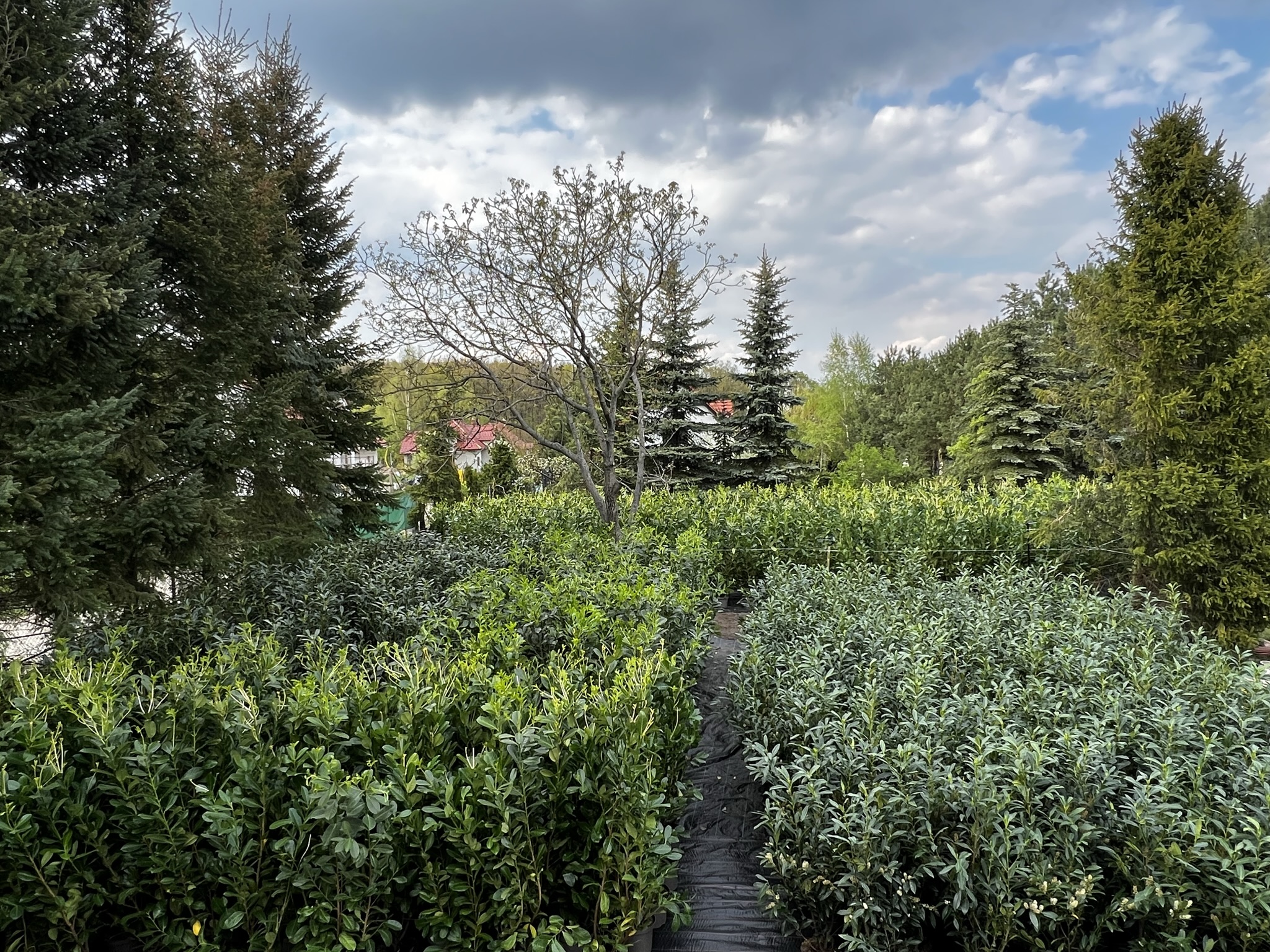 Rotundifolia i Caucasica