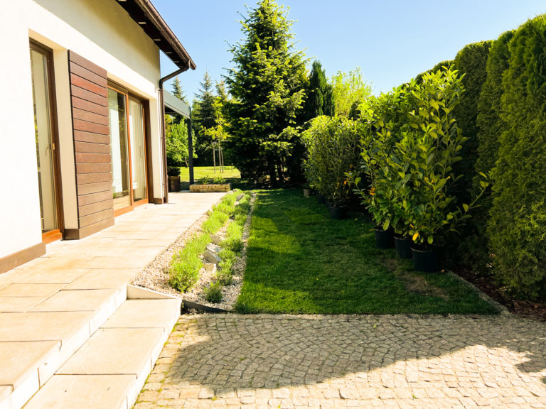 Żywopłot Caucasica przed