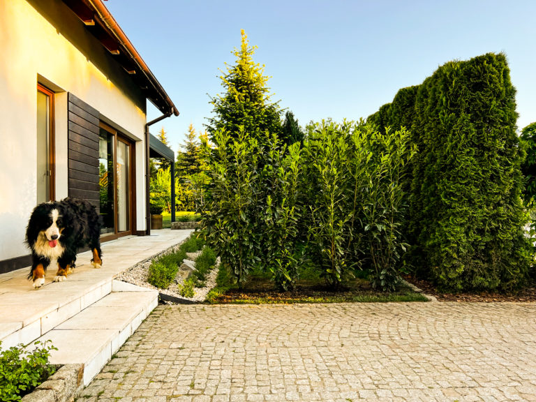 Caucasica żywopłot